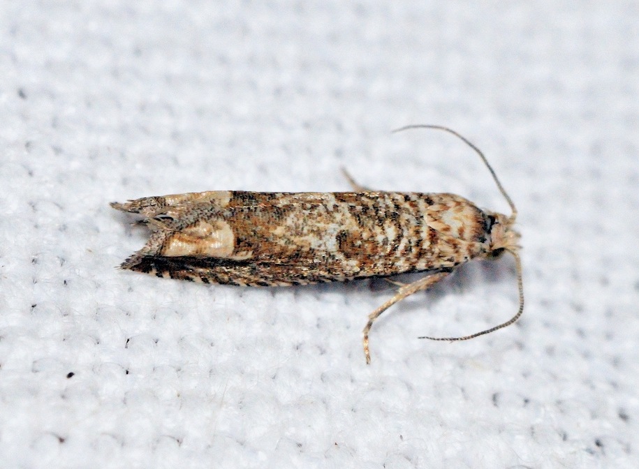 Tortricidae: Eucosma aemulana ?