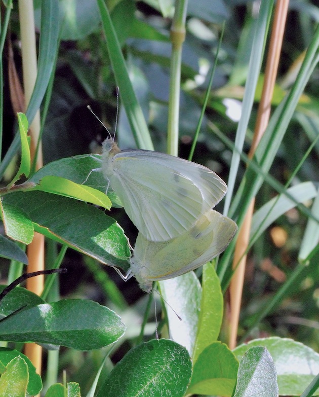 Pieris rapae o mannii?