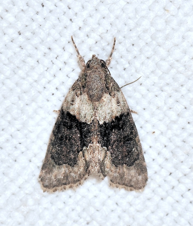 Cryphia simulatricula ?