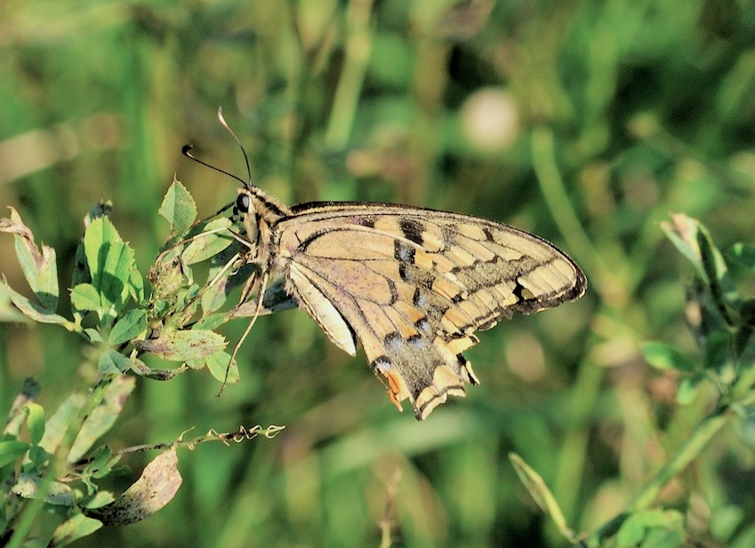 Papilio machaon 