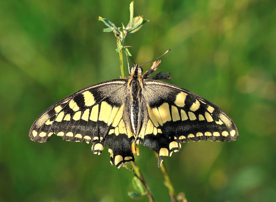 Papilio machaon 