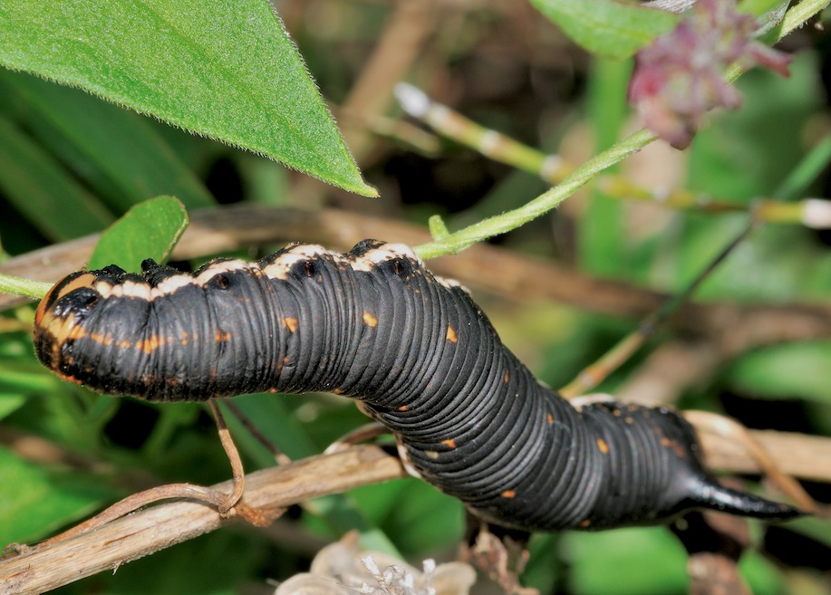 Larva di Agrius convolvuli ?