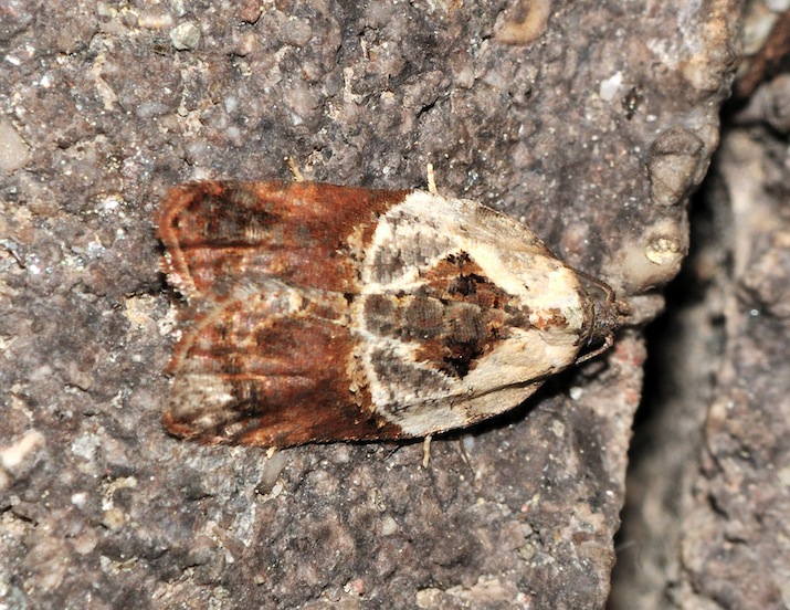 Acleris variegana (?)