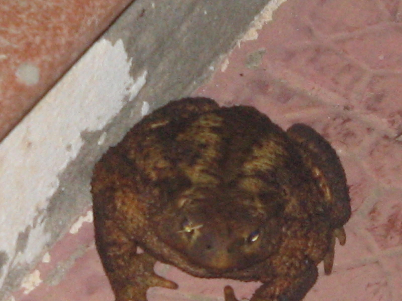 Bufo bufo spinosus dell''Alta Murgia