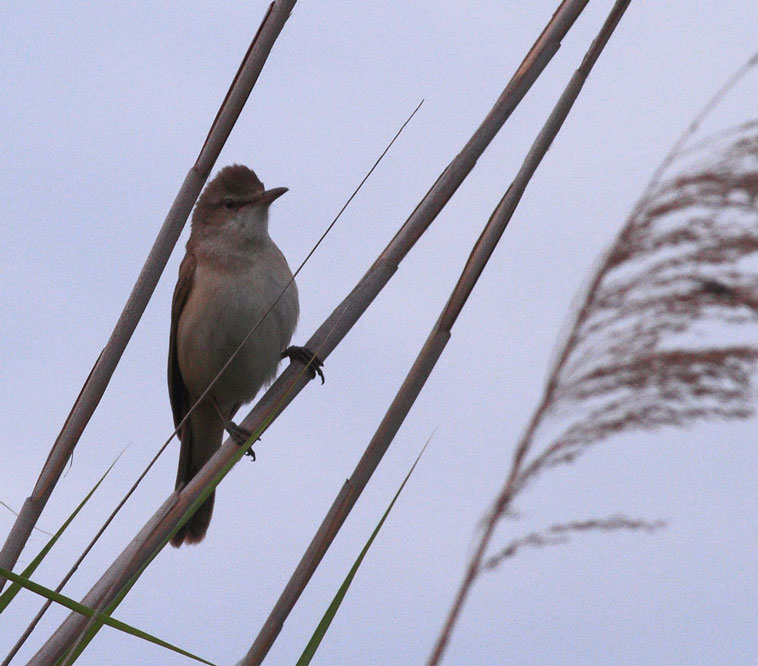 cannareccione a massaciuccoli(lu)