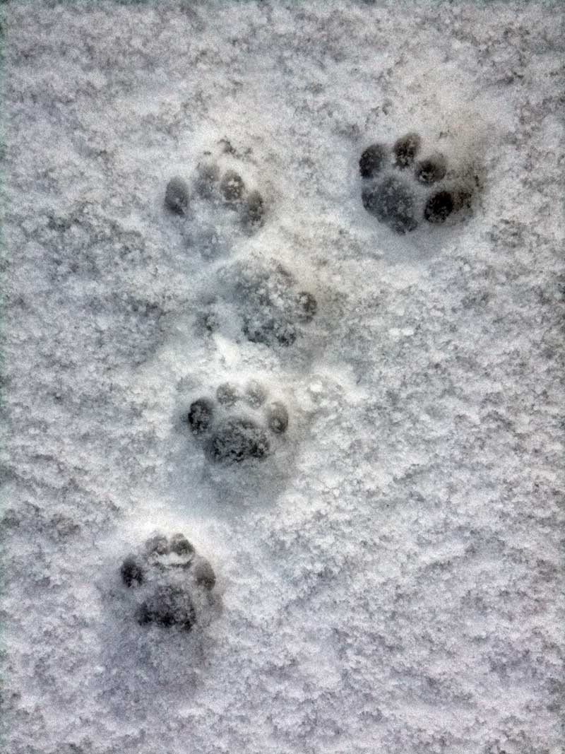 Chi ha lasciato queste orme?Gatto