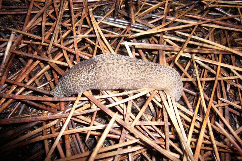 Limax maximus da Ravenna