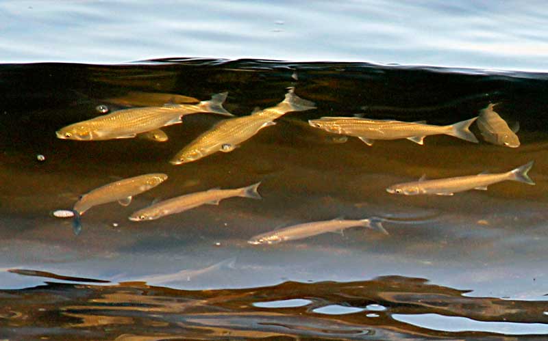 Strano fenomeno (cefali a pelo d''acqua)