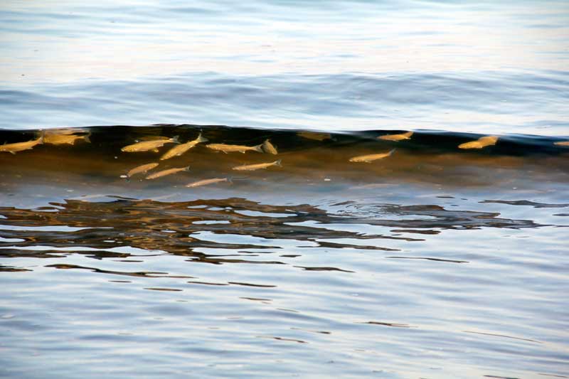 Strano fenomeno (cefali a pelo d''acqua)