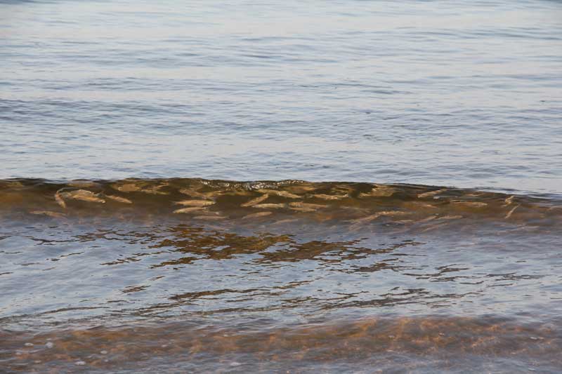 Strano fenomeno (cefali a pelo d''acqua)