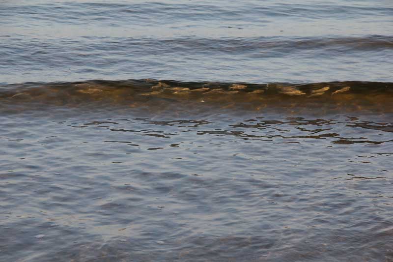 Strano fenomeno (cefali a pelo d''acqua)