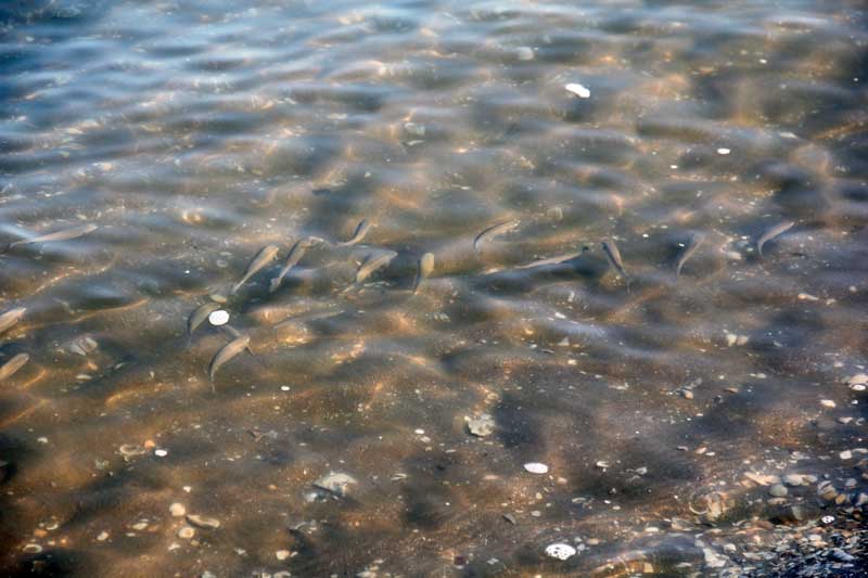 Strano fenomeno (cefali a pelo d''acqua)