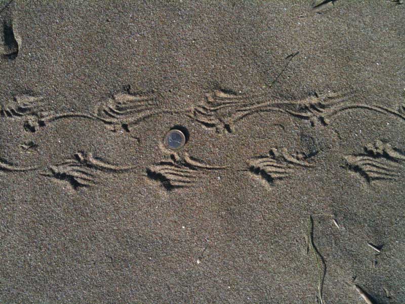 Impronte sulla spiaggia