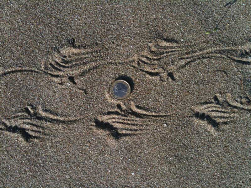 Impronte sulla spiaggia