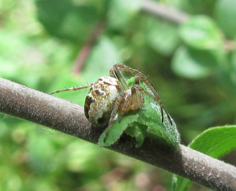 Zilla diodia  (Araneidae)