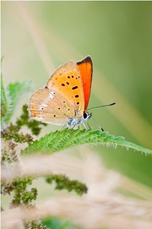 Qualche farfallina da identificare