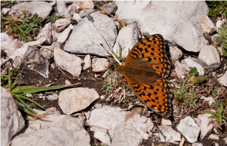 Qualche farfallina da identificare