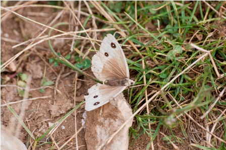 Qualche farfallina da identificare