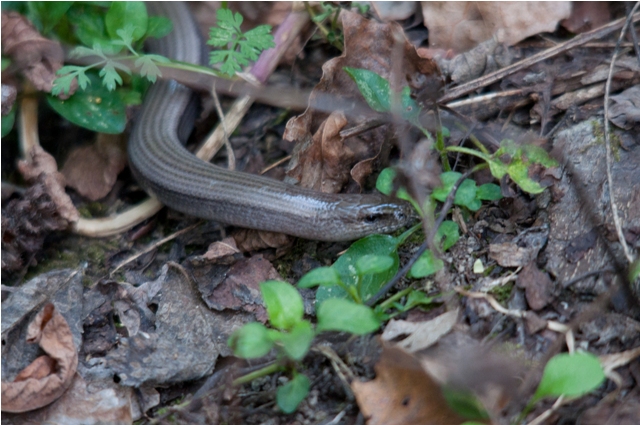 Help: Luscinia? (Orbettino, Anguis fragilis).