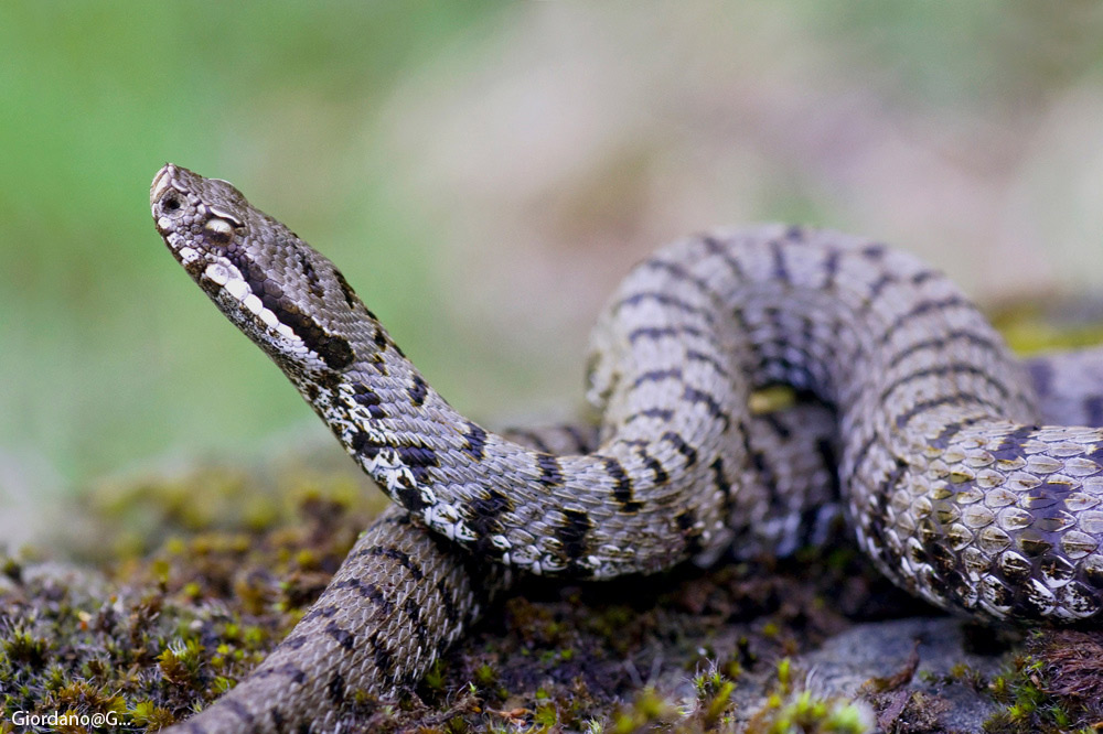 Vipera nelle Foreste Casentinesi