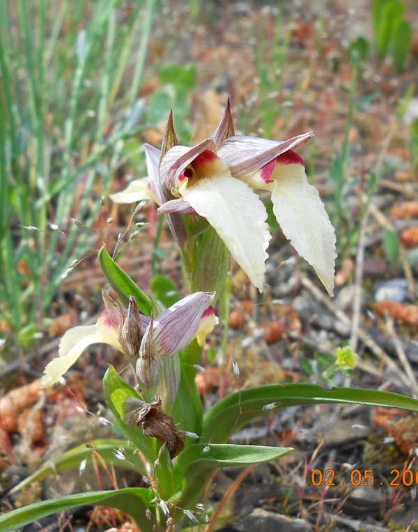 serapias lingua albina