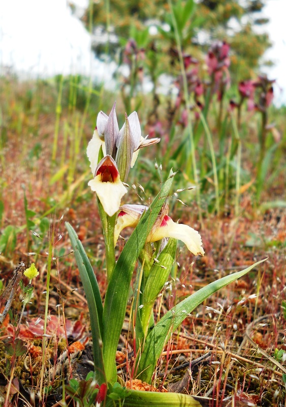 serapias lingua albina