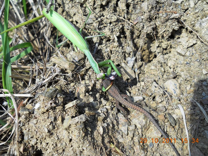 Mantide con preda (lucertola) - (immagini crude)