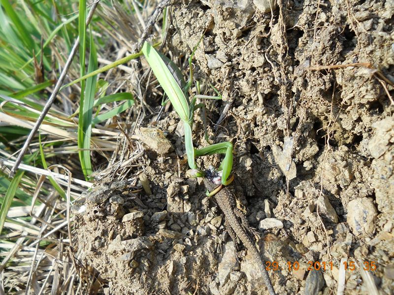 Mantide con preda (lucertola) - (immagini crude)