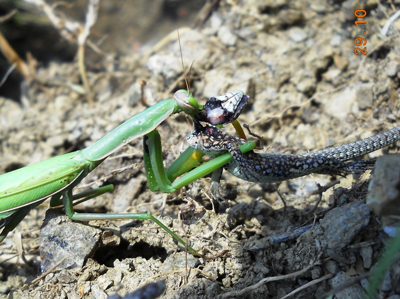 Mantide con preda (lucertola) - (immagini crude)