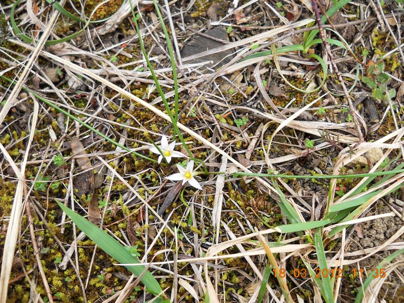 Toscana: Romulea columnae Sebast. & Mauri