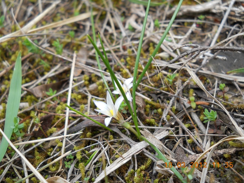 Toscana: Romulea columnae Sebast. & Mauri