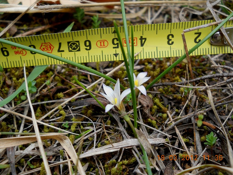 Toscana: Romulea columnae Sebast. & Mauri