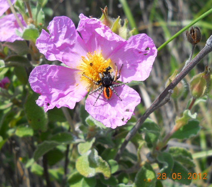 Philaeus chrysops maschio