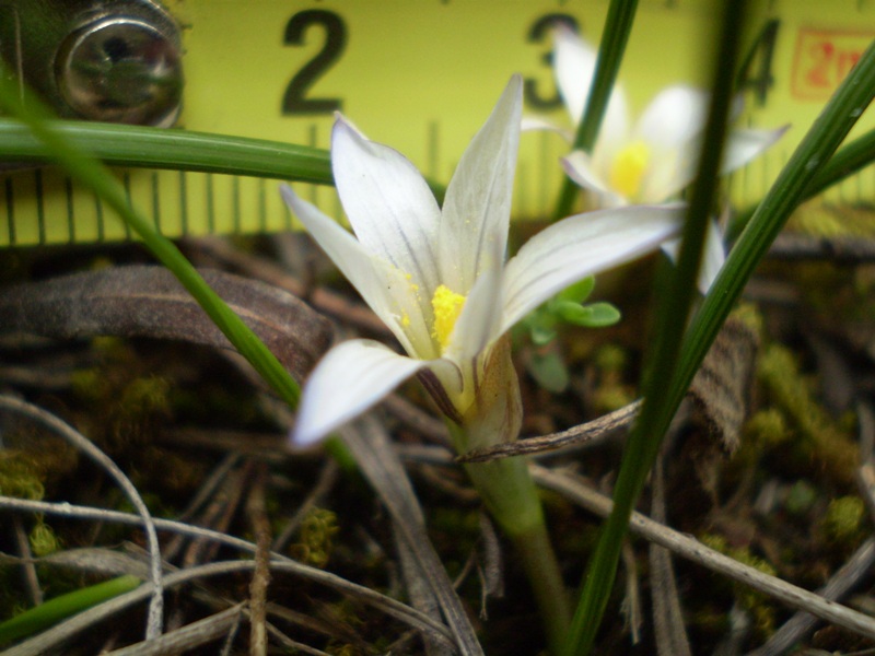 Toscana: Romulea columnae Sebast. & Mauri