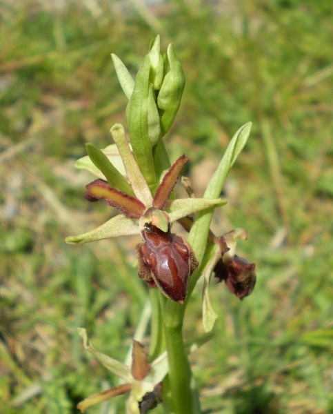 Ophrys... che tormento!