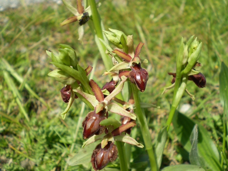 Ophrys... che tormento!