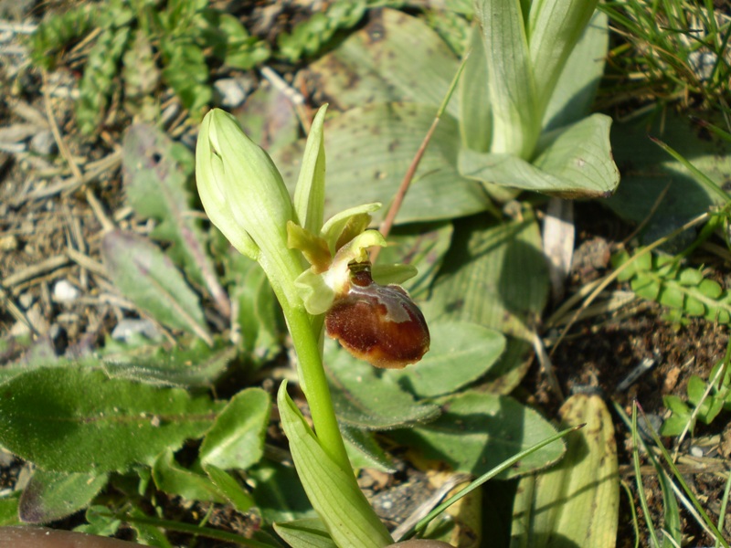 Ophrys... che tormento!