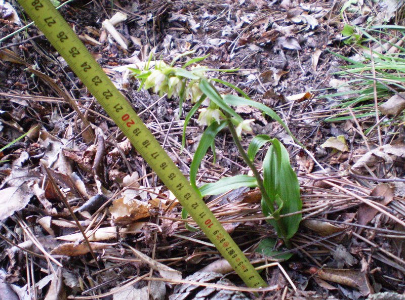 Epipactis muelleri ?