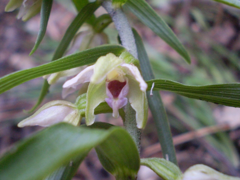 Epipactis muelleri ?