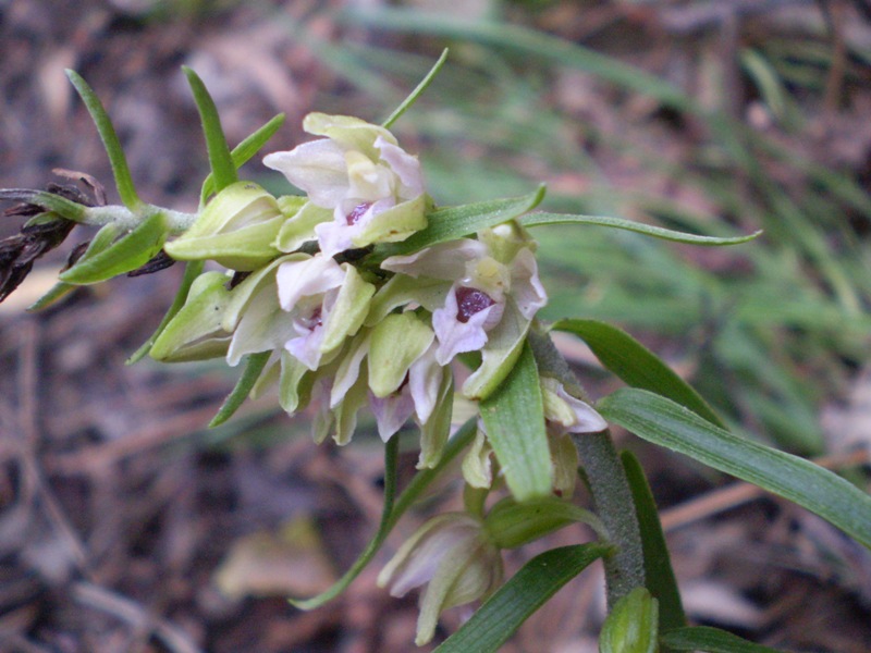 Epipactis muelleri ?