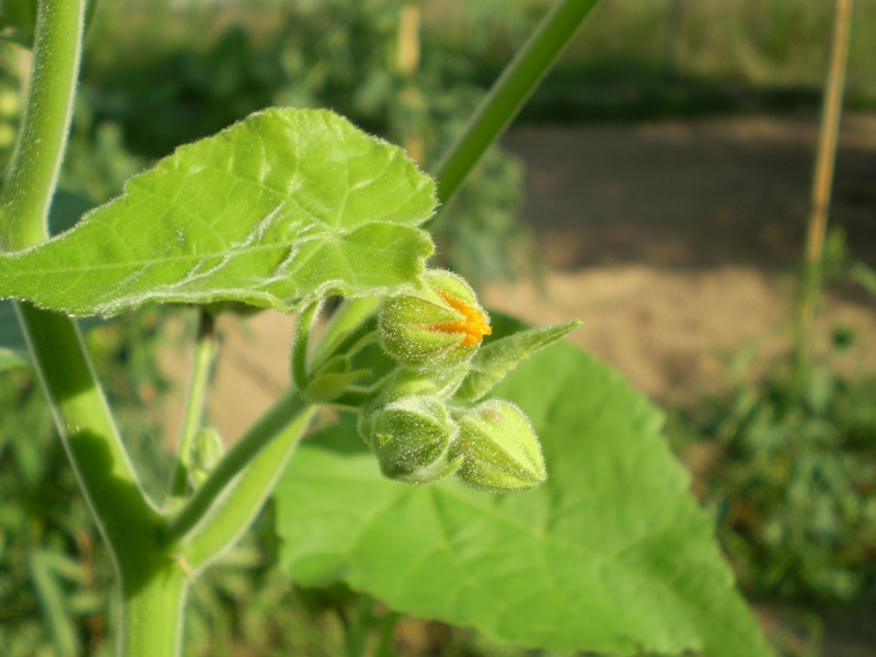  un''infestante? - Abutilon theophrasti