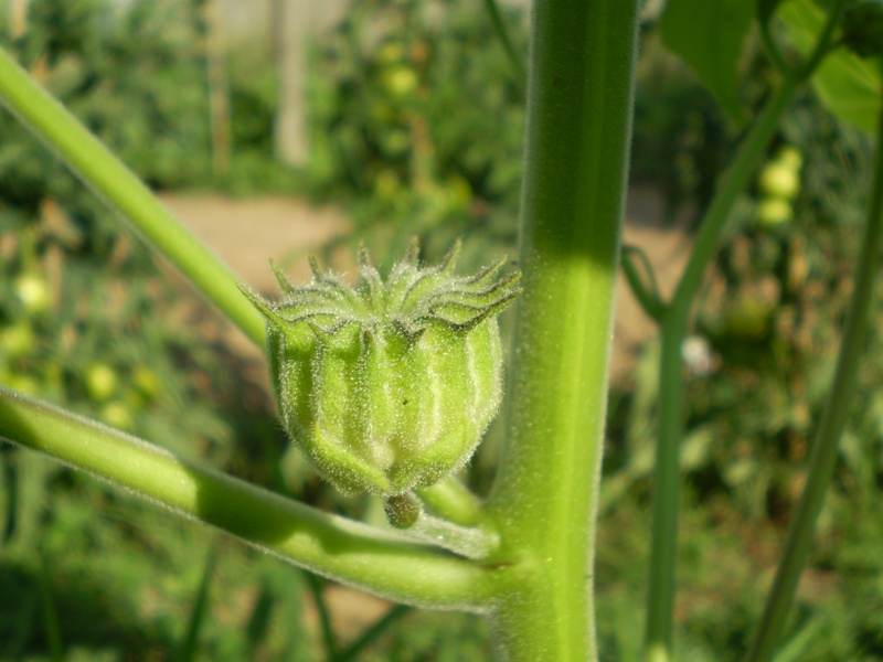  un''infestante? - Abutilon theophrasti