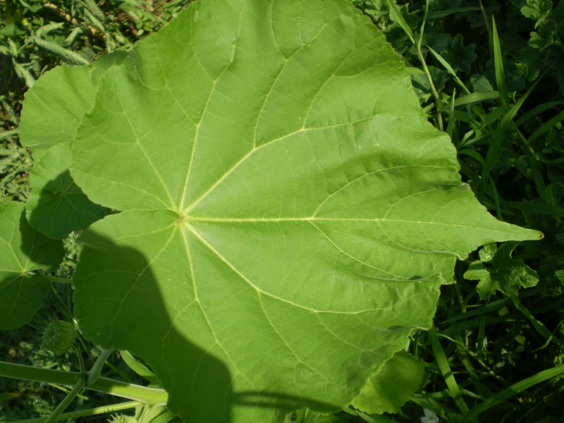  un''infestante? - Abutilon theophrasti