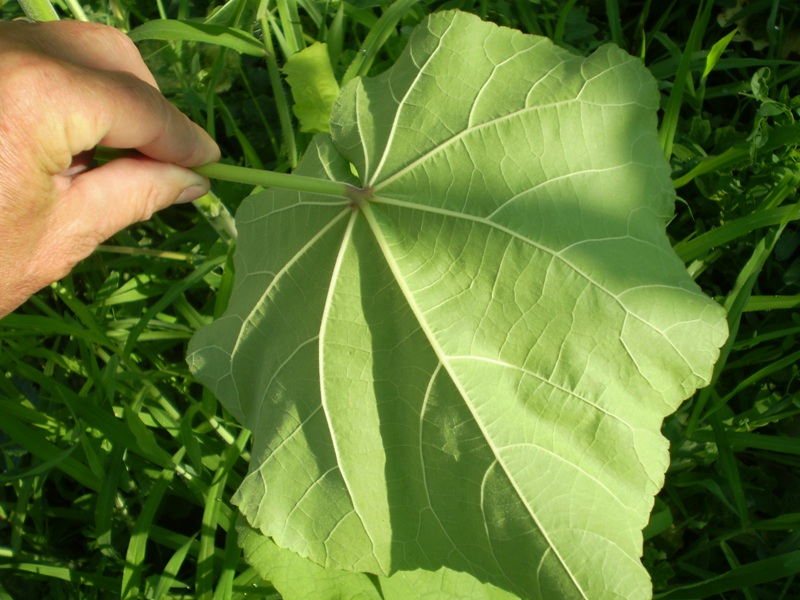  un''infestante? - Abutilon theophrasti