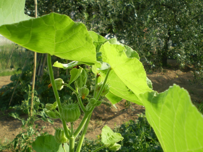  un''infestante? - Abutilon theophrasti