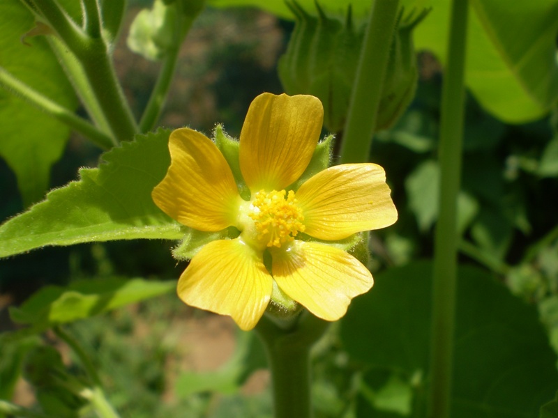  un''infestante? - Abutilon theophrasti