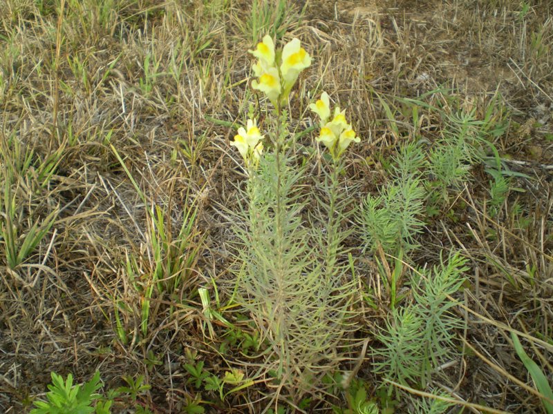 Spontanea da determinare...- Linaria vulgaris