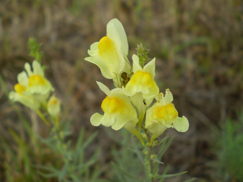 Spontanea da determinare...- Linaria vulgaris