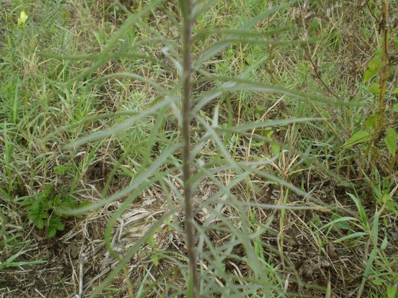 Spontanea da determinare...- Linaria vulgaris