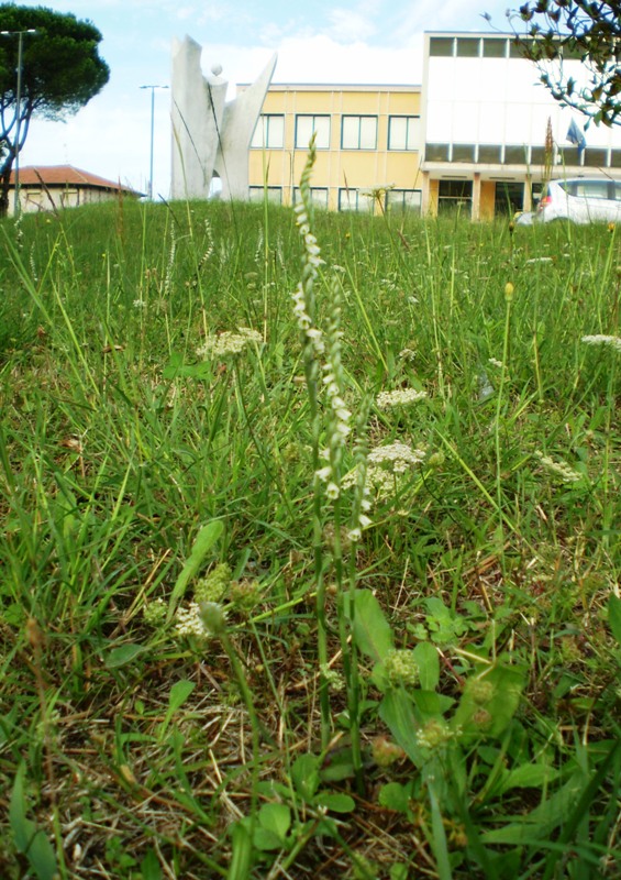 rieccola: Spiranthes spiralis...